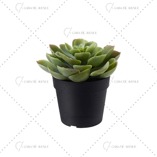 IKEA : FEJKA : Artifical Succulent Plant