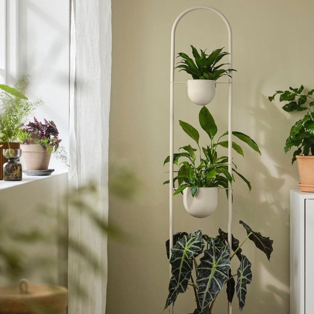Plants