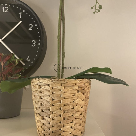 IKEA : FRIDFULL : Plant Pot : Water Hyacinth
